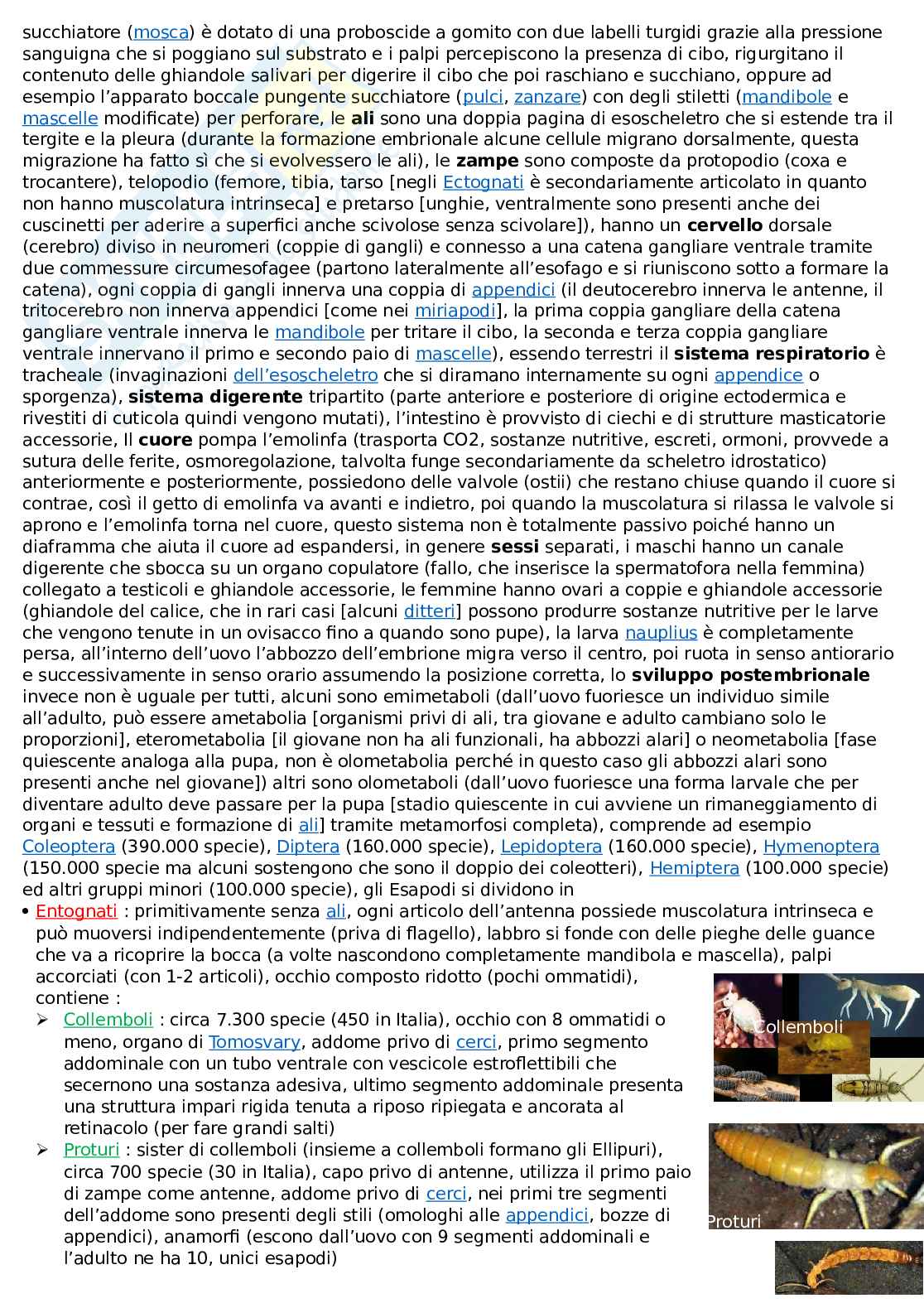Zoologia Sistematica Pag. 16