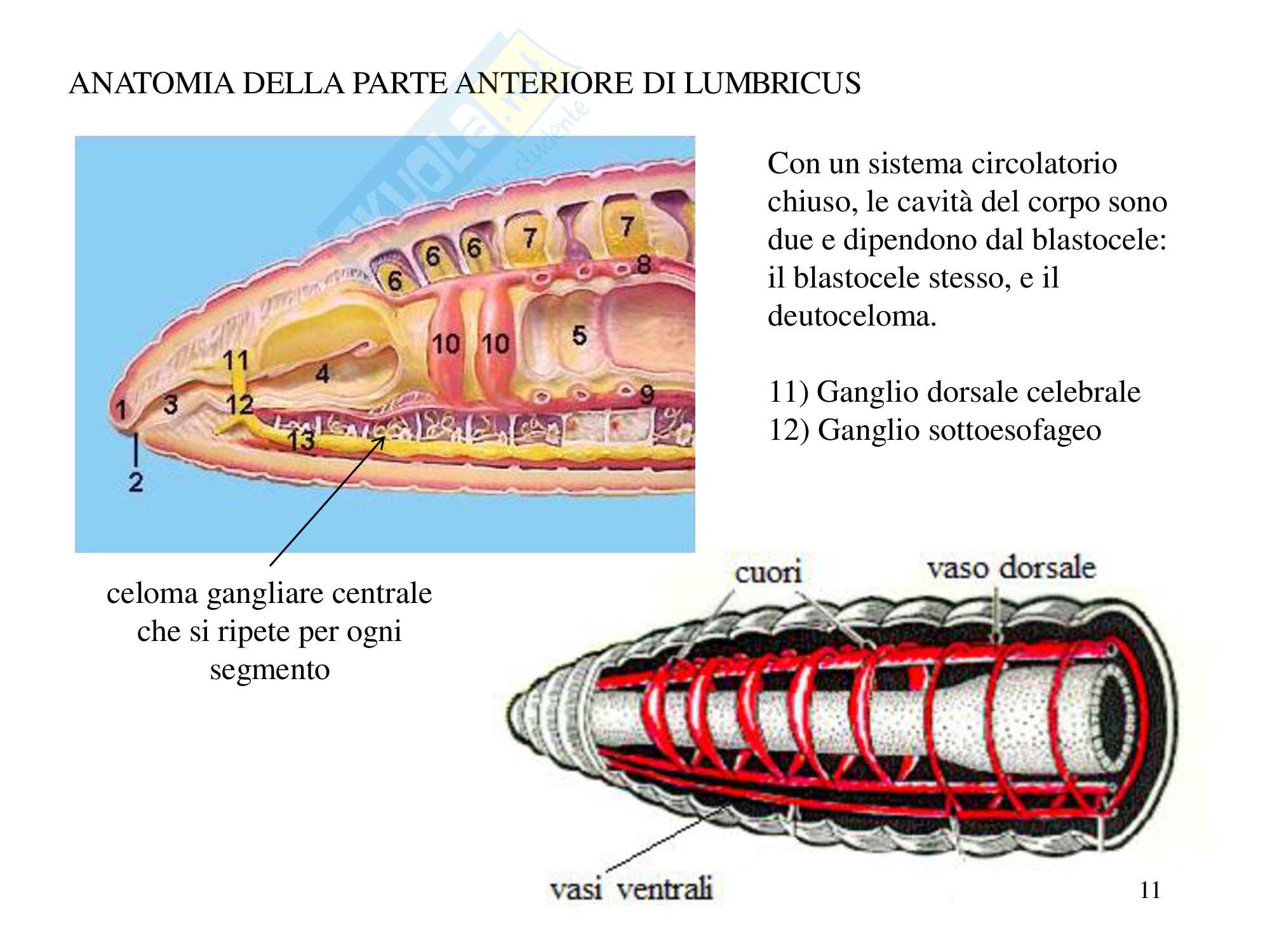 Anellidi nematodi e rotiferi, zoologia, scienze biologiche Pag. 11